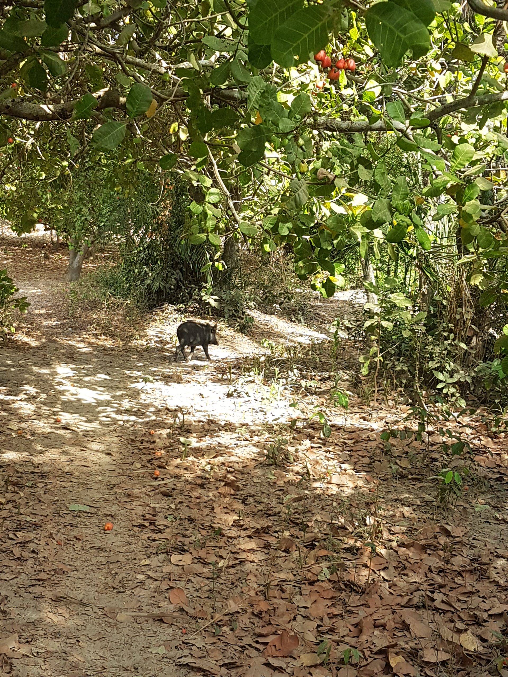 forêt de casamance